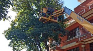 Alcaldia de Tarija podó alrededor de 8.900 árboles en la presente gestión