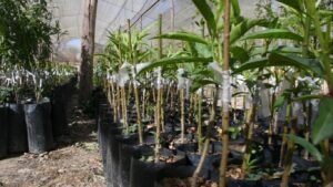 El Gobierno Municipal a través de la secretaría de Desarrollo Económico y Productivo capacitó a más de 30 personas de las comunidades de la provincia Cercado sobre Injerto en Carozos a plantines de durazno.