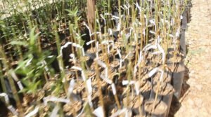 La Alcaldía de Tarija mejora la producción frutícola con plantines injertados de durazno