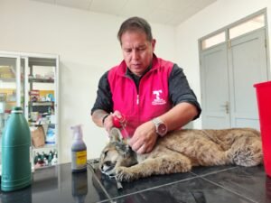 Alcaldía de Tarija rescata un puma en la zona de Morros Blancos