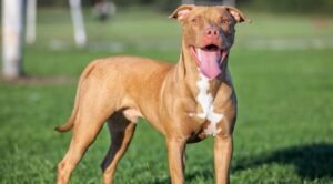 Alcaldía de Tarija inicia registro obligatorio para perros considerados peligrosos.