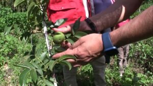 Alcaldía beneficia a 230 familias con el proyecto “Reconversión Productiva”