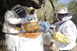 Alcaldía de Tarija apoya a la cosecha de miel de apicultores en comunidades de Cercado