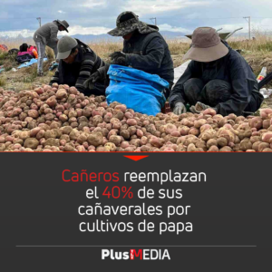 CAÑEROS REEMPLAZAN EL 40% DE SUS CAÑAVERALES POR CULTIVOS DE PAPA