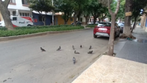 Desparasitan y reducen la proliferación de palomas en Tarija