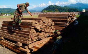 ABT DENUNCIA A INSTITUCIONES CÓMPLICES EN EL TRÁFICO DE MADERA