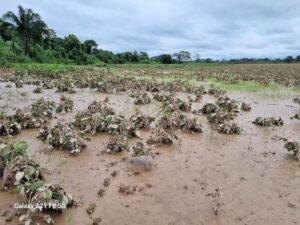 Inundaciones en Yapacaní dejan más de 1.700 hectáreas de cultivos perdidos