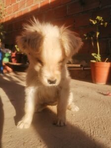 PERRITA EN ADOPCIÓN