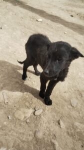 PERRITA EN ADOPCIÓN