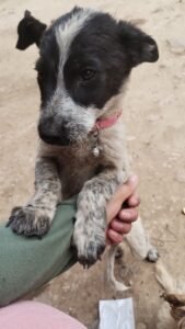 PERRITA EN ADOPCIÓN
