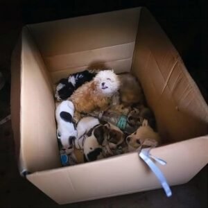 Alerta en Tarija: Denuncian tráfico de animales enviados como «encomiendas» en cajas