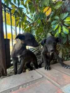 PAREJITA DE HERMANITOS EN ADOPCIÓN