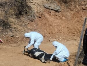Alerta sanitaria en Tarija: confirman segundo caso de rabia bovina en la provincia Cercado